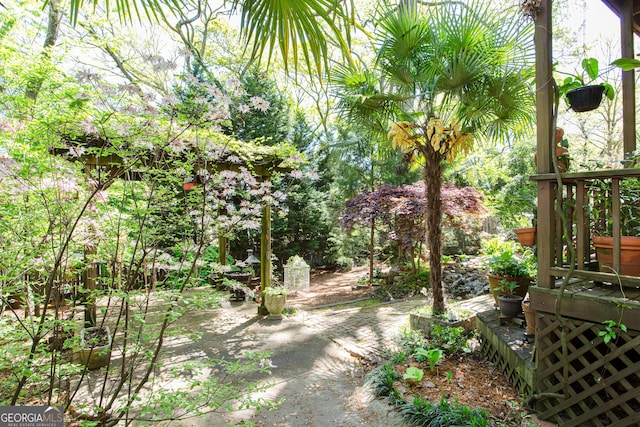 view of yard featuring a patio