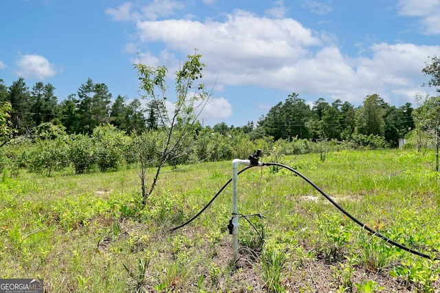 view of local wilderness