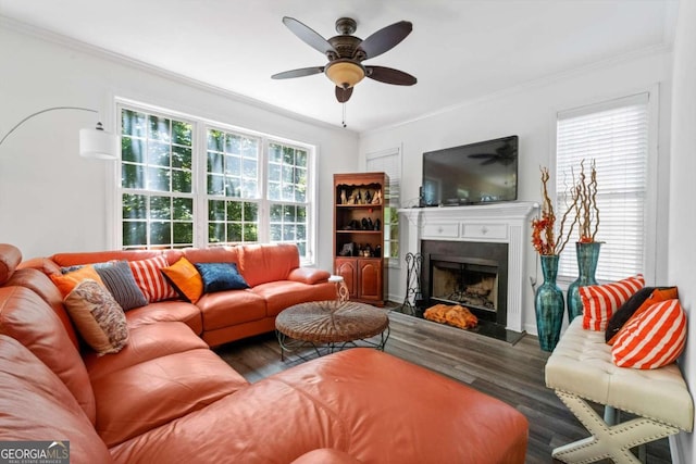 living room featuring ceiling fan, dark wood-type flooring, and ornamental molding