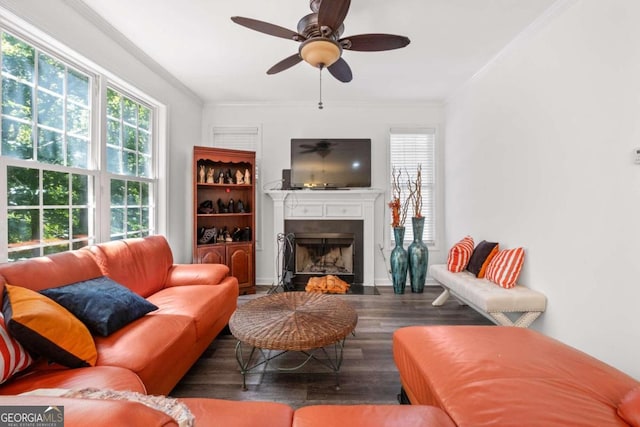 living room with ceiling fan, dark wood-type flooring, and ornamental molding