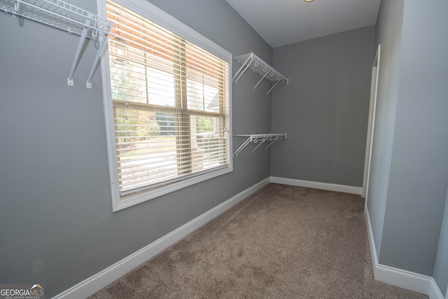 spacious closet featuring carpet