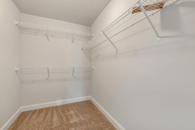 spacious closet featuring carpet