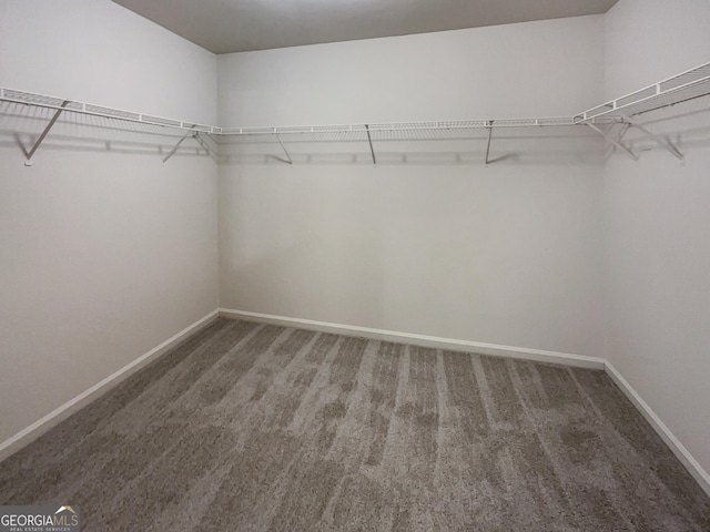 walk in closet featuring carpet flooring