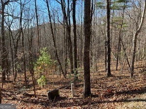 view of local wilderness