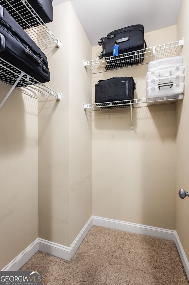 spacious closet featuring carpet