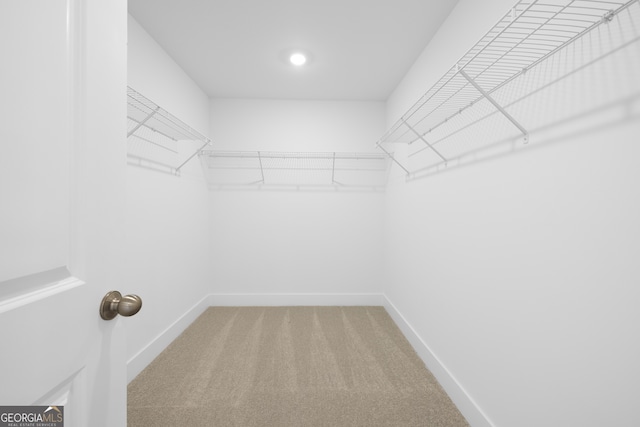 spacious closet featuring carpet