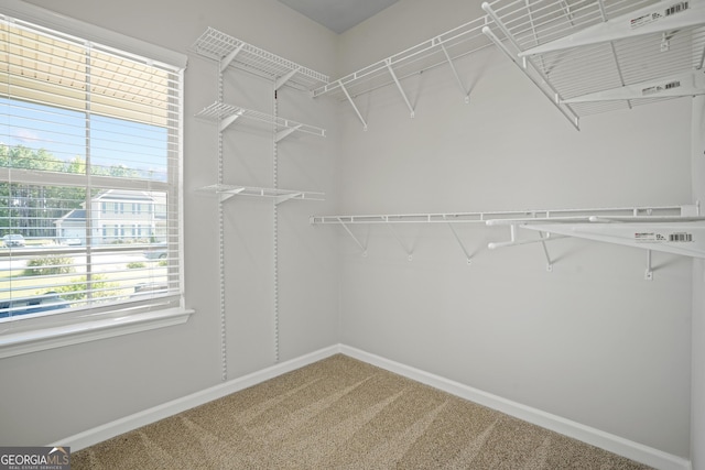 walk in closet featuring carpet