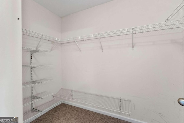 spacious closet featuring carpet flooring