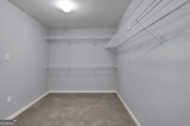 walk in closet featuring carpet flooring