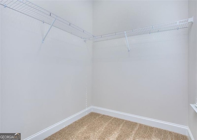 walk in closet with carpet floors