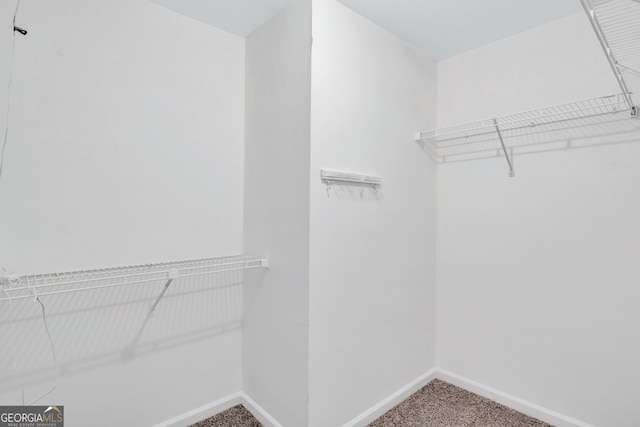 spacious closet featuring carpet flooring