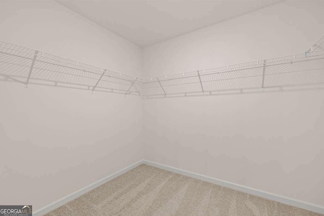 walk in closet featuring carpet flooring