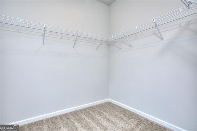 walk in closet featuring carpet floors