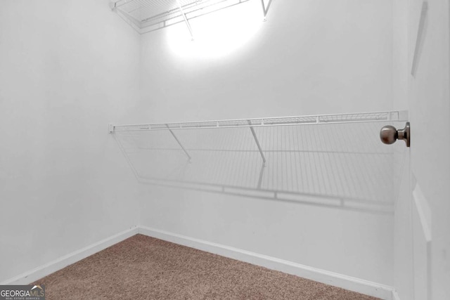 spacious closet featuring carpet flooring