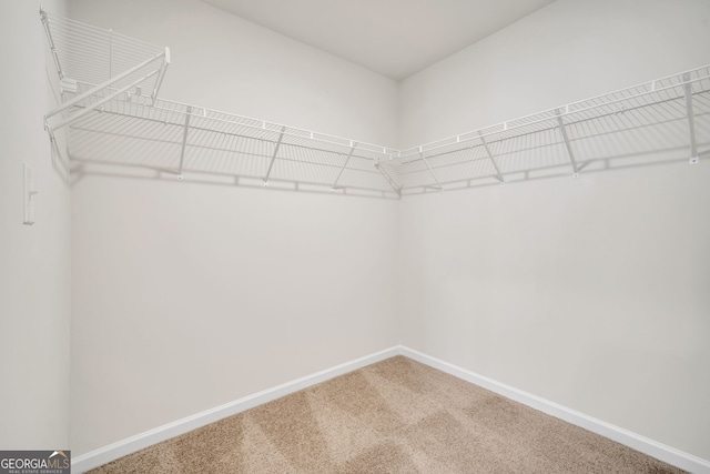 walk in closet with carpet floors