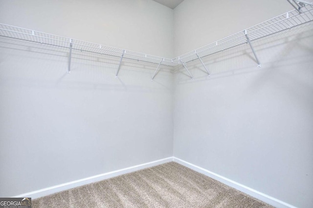 walk in closet with carpet floors