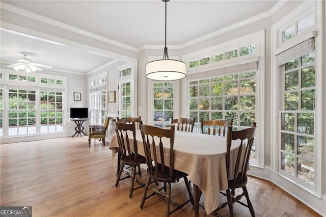 dining area featuring ornamental molding, ceiling fan, and light hardwood / wood-style flooring