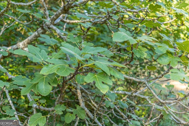 view of nature