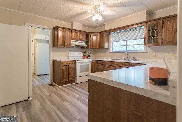 kitchen featuring white appliances, light wood-type flooring, crown molding, ceiling fan, and sink