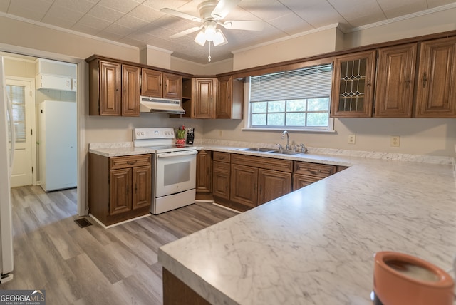 kitchen featuring light wood-type flooring, sink, white appliances, ornamental molding, and ceiling fan