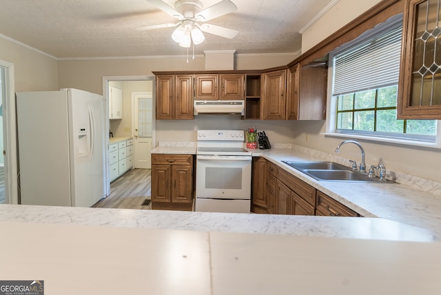 kitchen featuring light hardwood / wood-style floors, white appliances, ceiling fan, ornamental molding, and sink