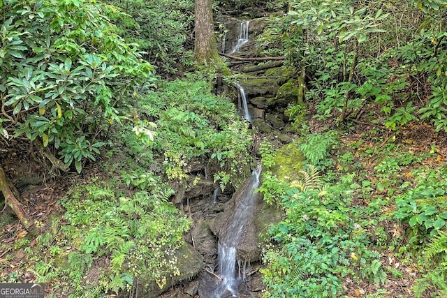 view of local wilderness