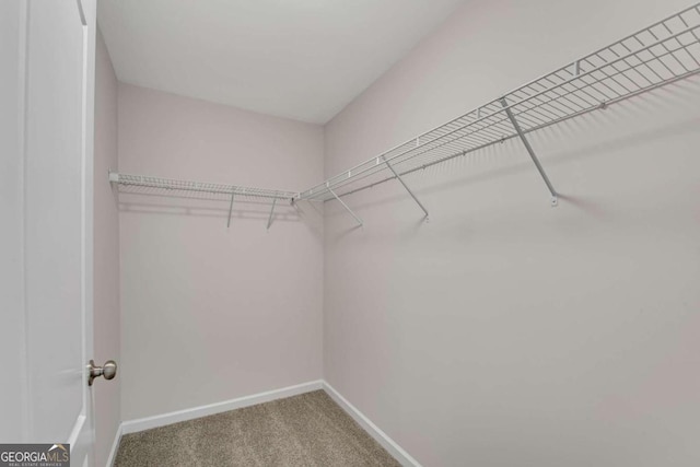 walk in closet featuring carpet flooring