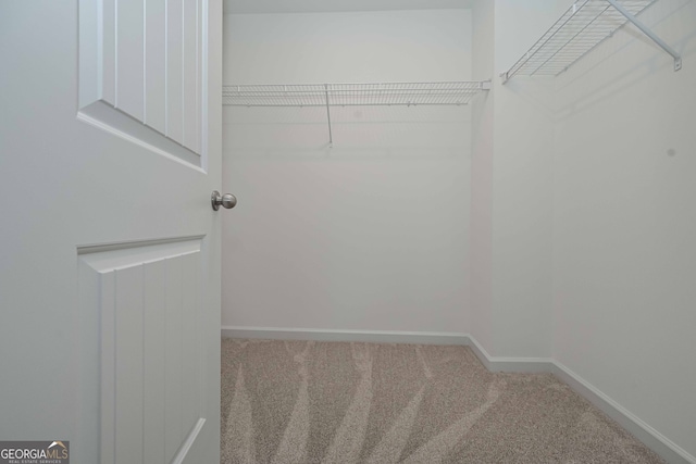 spacious closet featuring carpet floors