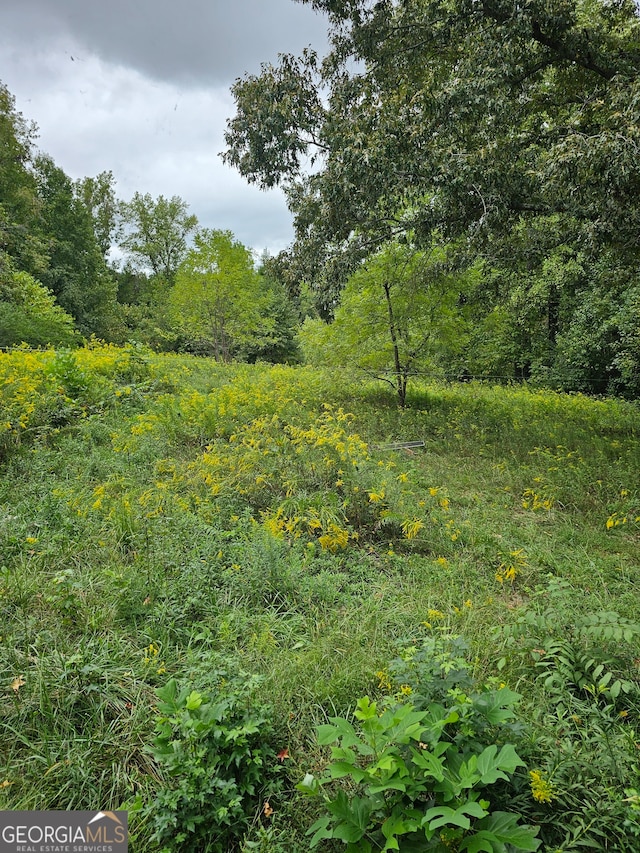 view of local wilderness