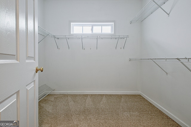 walk in closet with carpet flooring