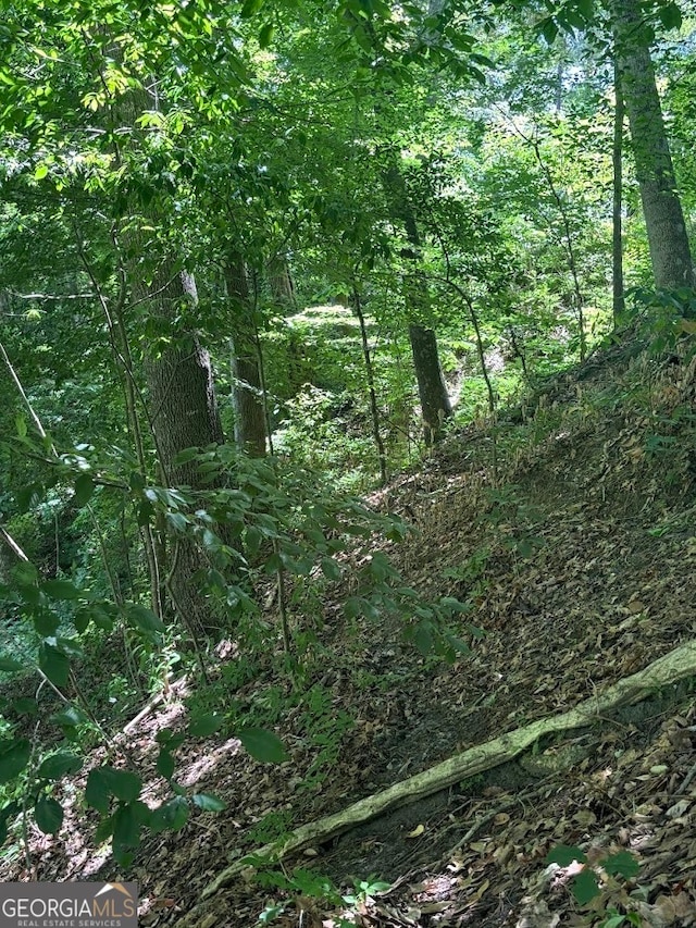 view of local wilderness