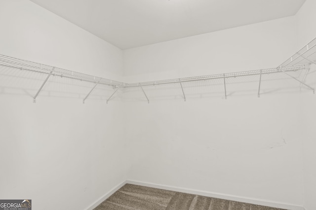 walk in closet featuring carpet flooring