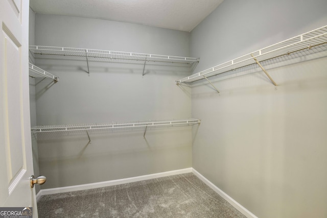 spacious closet featuring carpet floors