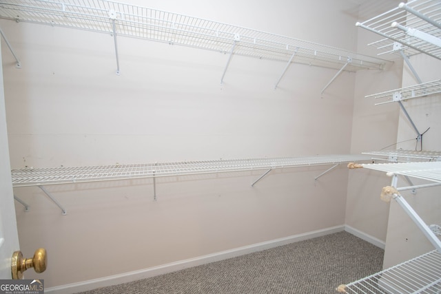 walk in closet with carpet flooring