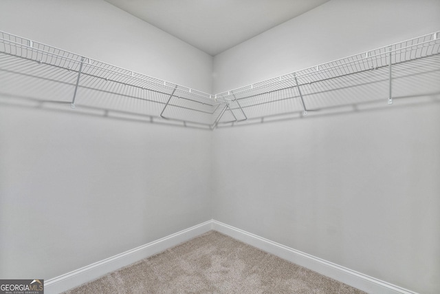 spacious closet featuring carpet floors