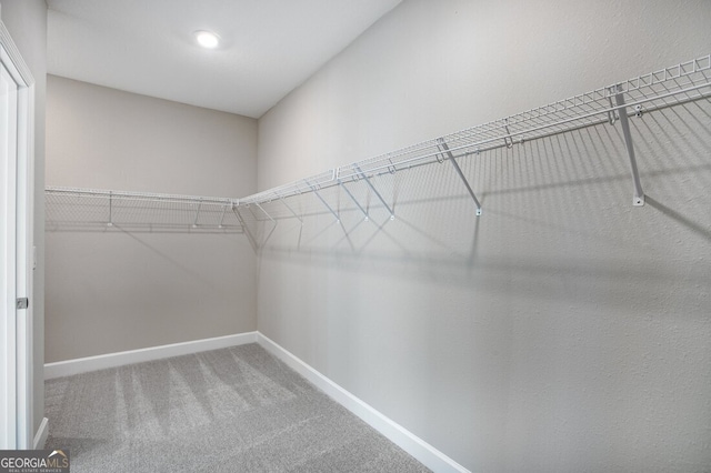 spacious closet featuring carpet