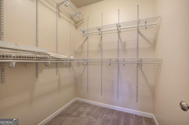 walk in closet with carpet flooring