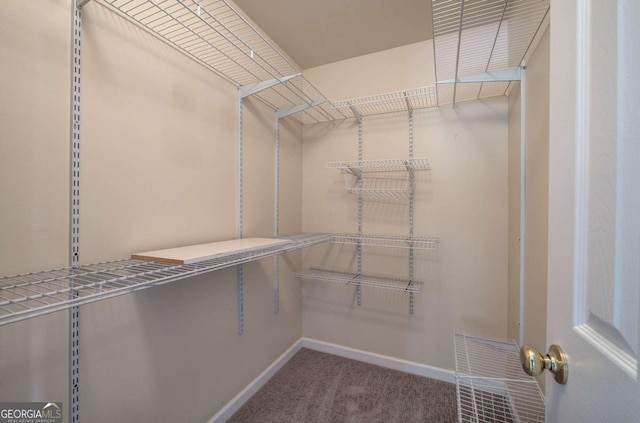 walk in closet featuring carpet floors