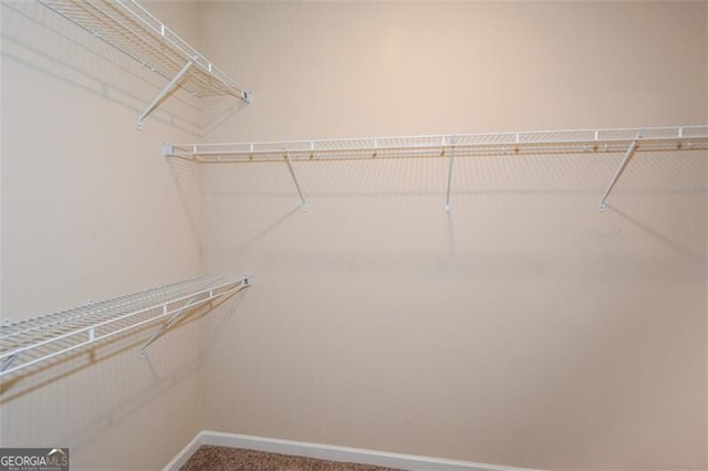 spacious closet featuring carpet