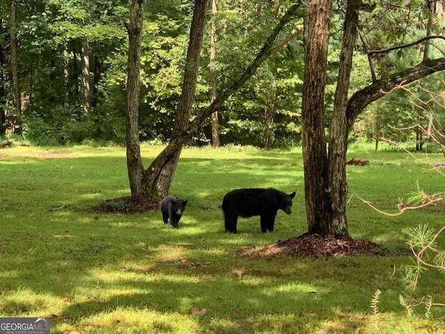 view of home's community with a lawn