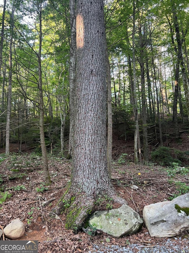 view of local wilderness