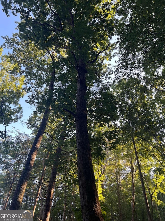 view of local wilderness