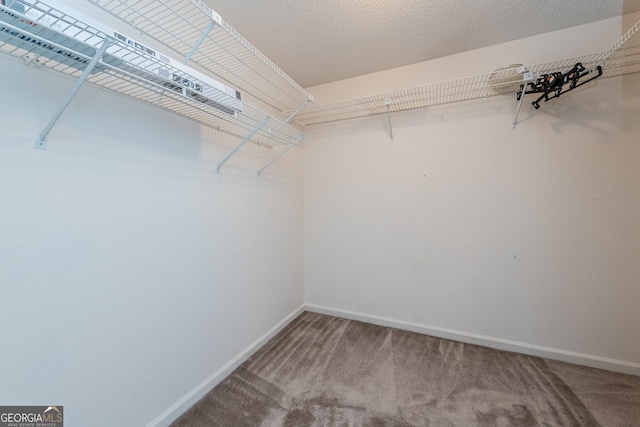 spacious closet featuring carpet flooring