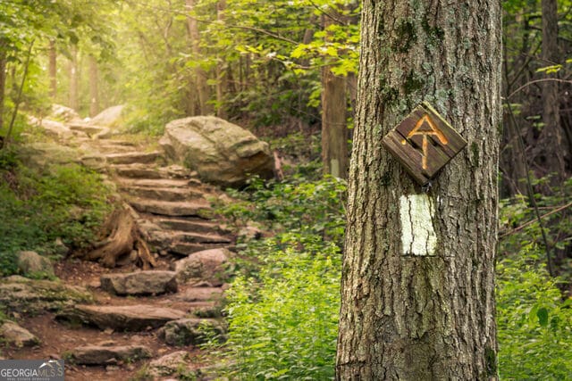 view of local wilderness