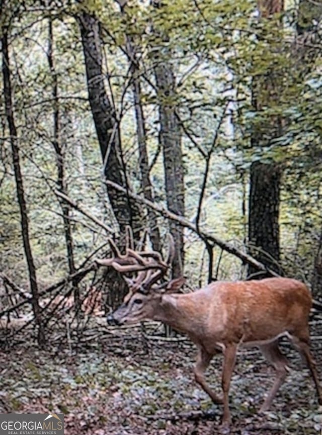 view of local wilderness