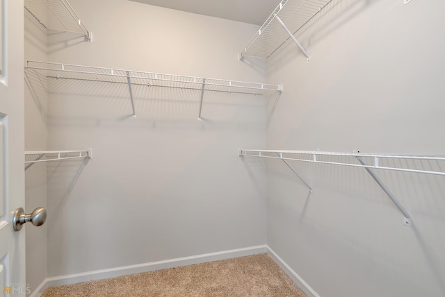 walk in closet with carpet floors