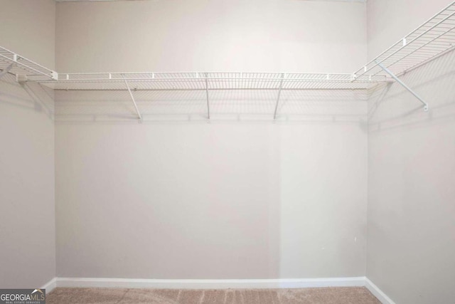 spacious closet featuring carpet