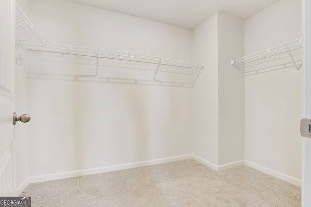 spacious closet featuring carpet