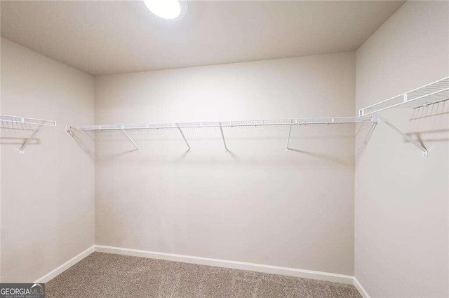 walk in closet with carpet flooring