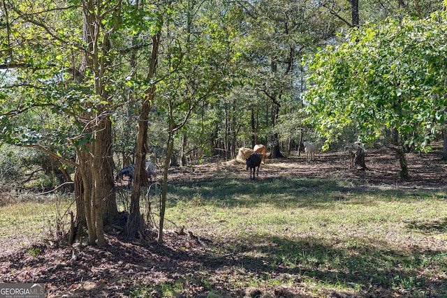 view of local wilderness